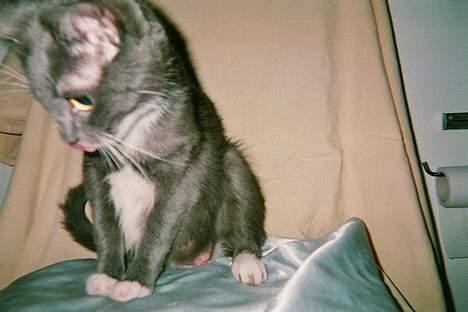 Blanding af racer Gry <3 SOLGT - Her sidder jeg da godt :p billede 1