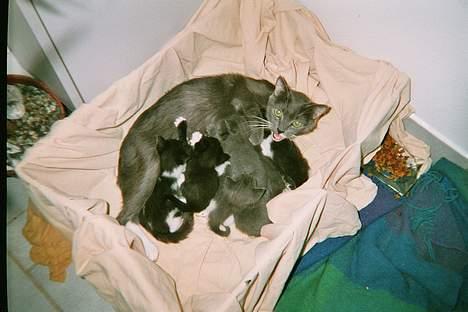 Blanding af racer Gry <3 SOLGT - Gry i fuld gange med fodring af sine 7 babyer.. billede 2