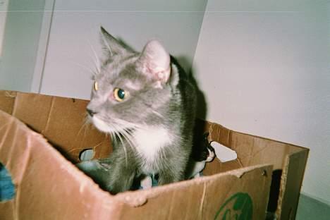 Blanding af racer Gry <3 SOLGT billede 3