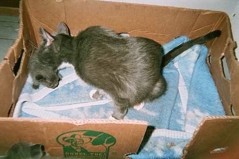 Blanding af racer Gry <3 SOLGT - Gry gør en af sine killinger rene :) billede 4