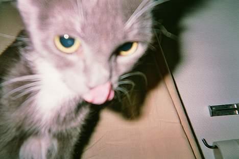 Blanding af racer Gry <3 SOLGT billede 5