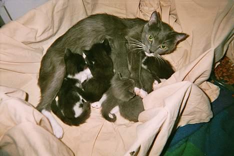 Blanding af racer Gry <3 SOLGT - Gry er i fuld gang med fodre alle 7 munde! billede 6