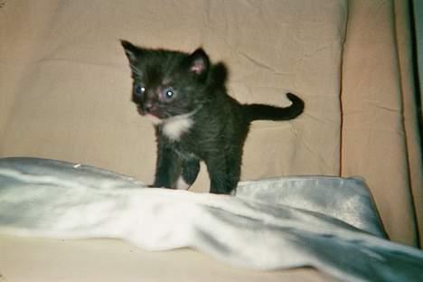 Blanding af racer Gry <3 SOLGT - Arthur - en af hendes killinger :) billede 7