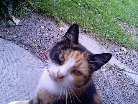 Huskat Piv - Ja her er jeg så!  billede 1