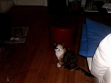 Huskat Piv - Og her kan der da lige sumpes lidt.. billede 2