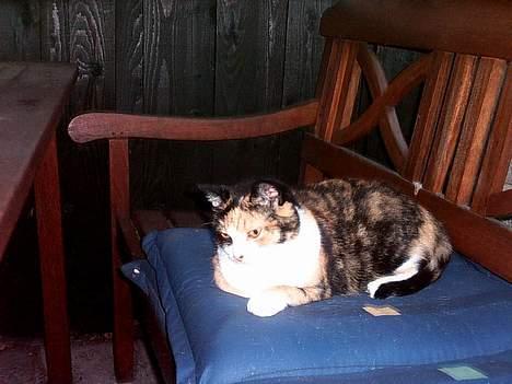 Huskat Piv - Ja mors havehynder er nu bedst :-) billede 3