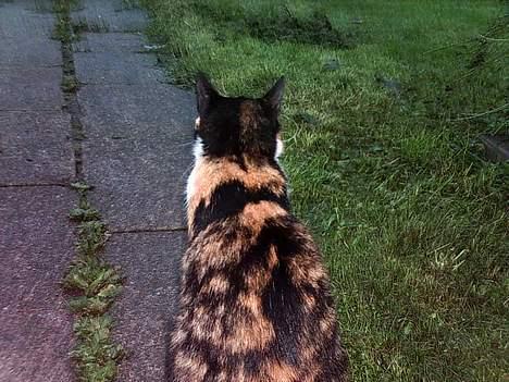 Huskat Piv - Og ja se min smukke nakke ! billede 4