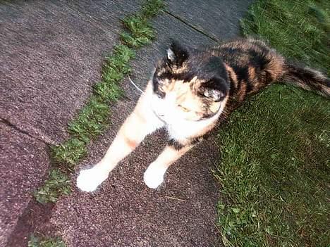 Huskat Piv - Og så dyrker jeg også aerobic til hverdag! billede 5