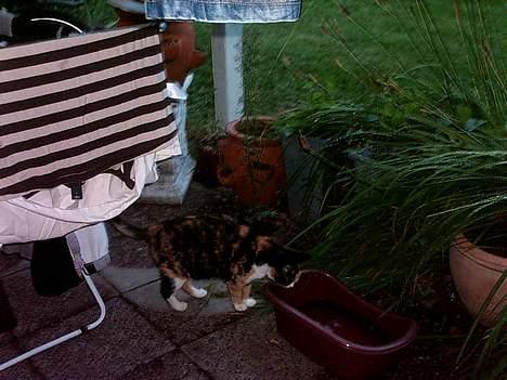 Huskat Piv - Har jeg tisset der...?? billede 6