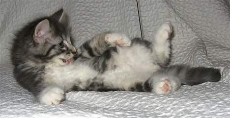 Norsk Skovkat AnnaBell`s perle billede 18