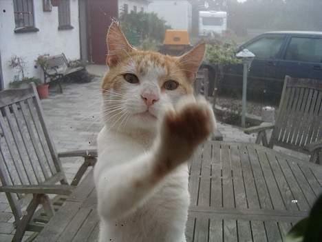 Blanding af racer Bølle - lad mig nu komme ind... billede 9