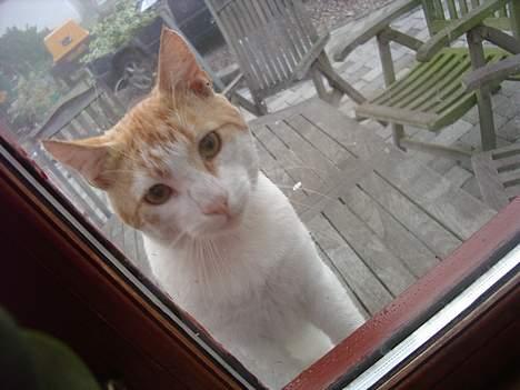 Blanding af racer Bølle - hallo er du der...  billede 10