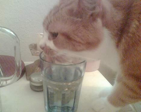 Huskat Oliver - Slurp slurp.. ;oP billede 17