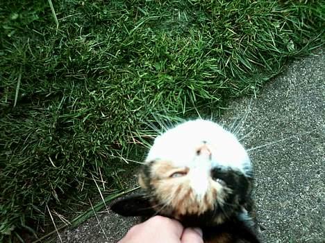 Huskat Piv billede 7