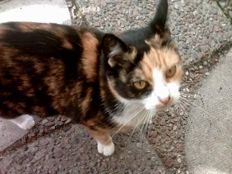 Huskat Piv billede 8