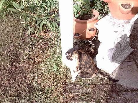 Huskat Piv billede 9