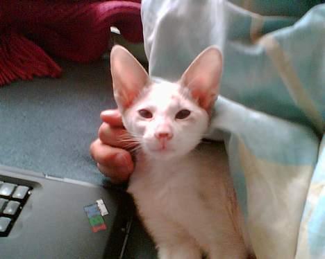 Siameser Mr weasley billede 6