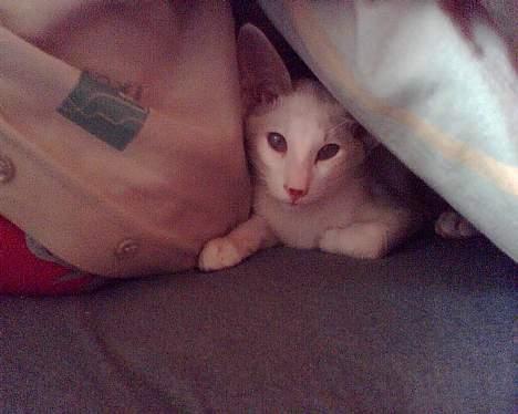 Siameser Mr weasley billede 7