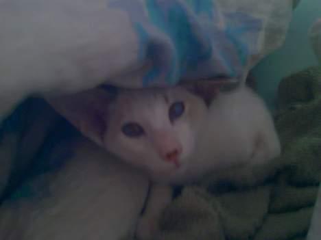 Siameser Mr weasley billede 8