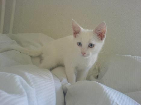 Blanding af racer NimNim R.I.P billede 1