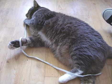 Huskat Findus / Den Mandelige Frisør / Don Findus - Her leger jeg med snørrebånd, det er noget af det bedste jeg ved :) billede 9