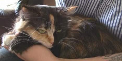 Blanding af racer Cirkeline - "Jeg lader som om jeg ikke ser hende"... billede 5