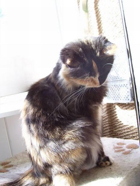 Blanding af racer Cirkeline - Hvad laver Freja????? billede 6