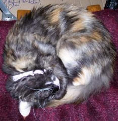 Blanding af racer Cirkeline - Sådan sover jeg, når jeg sover bedst! billede 7