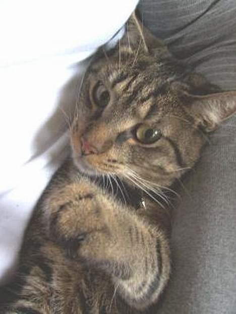 Huskat Bjarne - "Baby" - Mismand - Her er jeg ikke så gammel og jeg undrer mig over, hvad Mor peger ind i hovedet på mig... billede 6