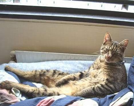 Huskat Bjarne - "Baby" - Mismand - Her sidder jeg så, Mor skyndte sig at tage billedet.... billede 7