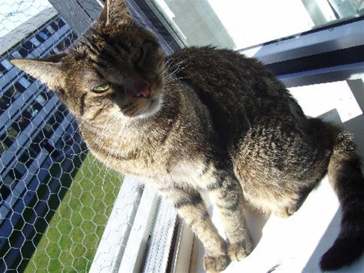 Huskat Bjarne - "Baby" - Mismand - Sidder i vinduet og hygger sig. (Marts 2008) billede 8