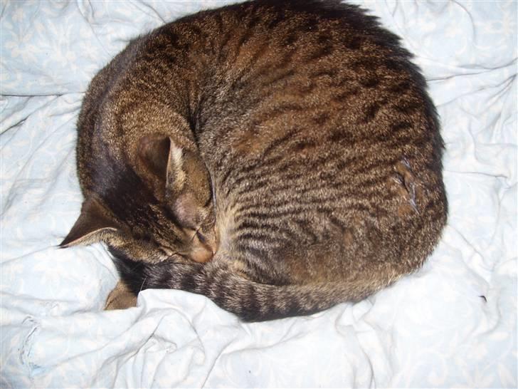 Huskat Bjarne - "Baby" - Mismand - Her sover jeg, og jeg er mæt og tilfreds... (3 Oktober 2007) billede 9