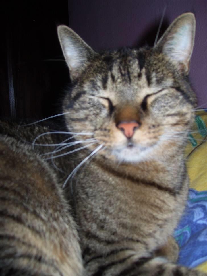 Huskat Bjarne - "Baby" - Mismand - Når han smiler (3 oktober 2007) billede 10