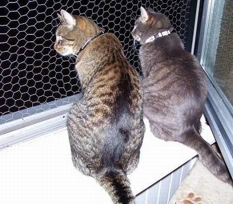 Huskat Bjarne - "Baby" - Mismand - Her er jeg med min ven Findus billede 11