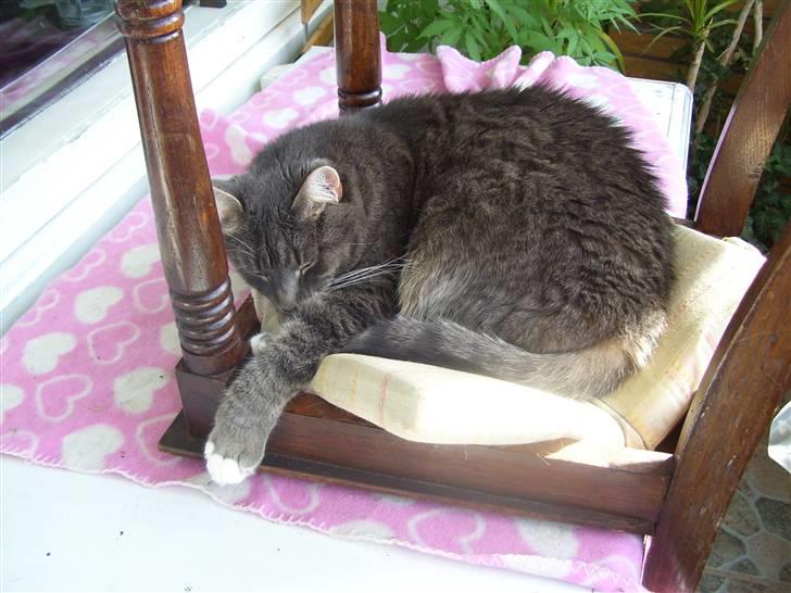 Huskat Findus / Den Mandelige Frisør / Don Findus - Findus ligger og sover efter et ordenligt måltid... Han er 5år nu... (3 Oktober 2007) billede 12