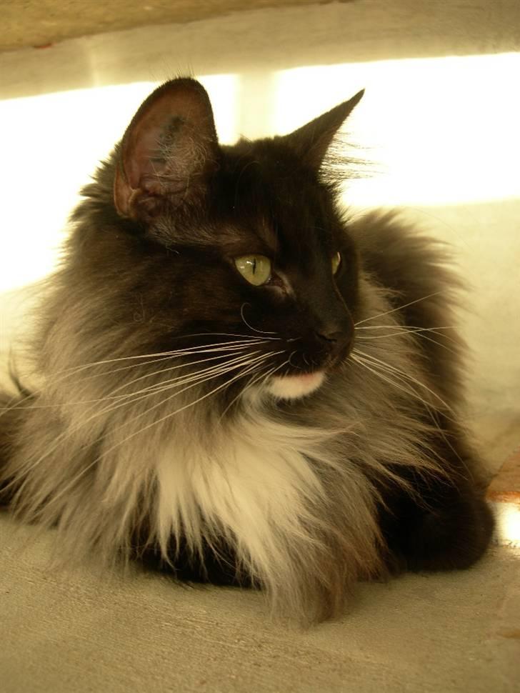 Norsk Skovkat Na´zyias Daisy Mae (Hera) - 16/12- 2007 - Hera  billede 13