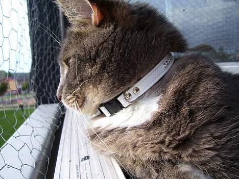 Huskat Findus / Den Mandelige Frisør / Don Findus billede 13
