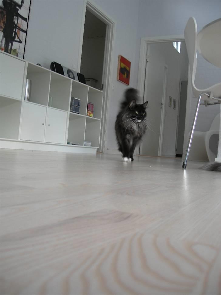 Norsk Skovkat Na´zyias Daisy Mae (Hera) - Hera oktober 08 billede 14