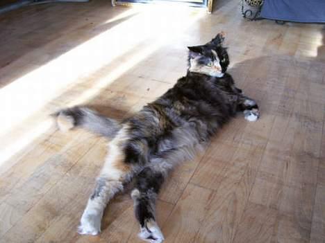 Blanding af racer Cirkeline - Se mine fine ben:) billede 8