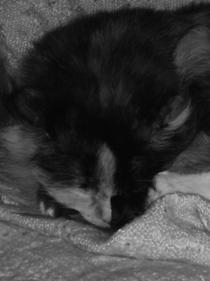 Blanding af racer Cirkeline - Catnap billede 9