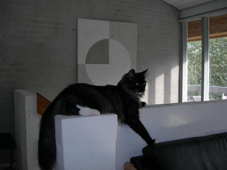 Norsk Skovkat Na´zyias Daisy Mae (Hera) - September 2007 - Hera med begyndende vinterpels billede 15