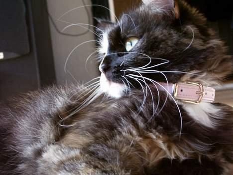 Blanding af racer Cirkeline billede 10