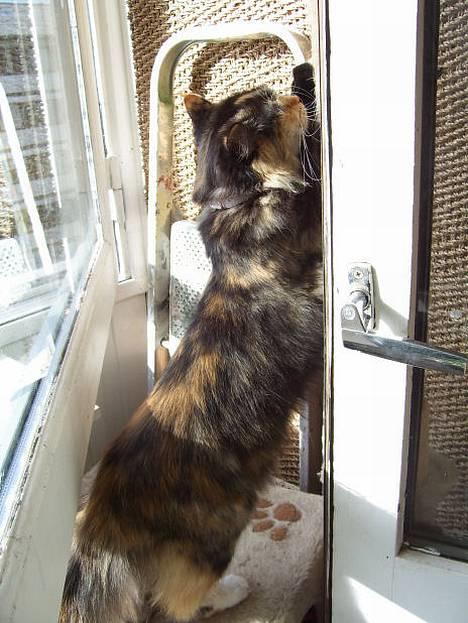 Blanding af racer Cirkeline - Uuuuuuh hvor jeg viser mig:[ billede 11