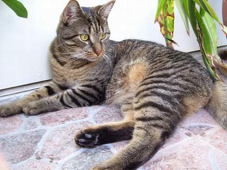 Huskat Bjarne - "Baby" - Mismand - En flue??? billede 12