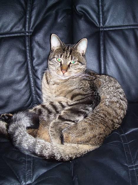 Huskat Bjarne - "Baby" - Mismand billede 13