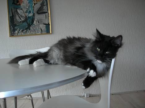 Norsk Skovkat Na´zyias Daisy Mae (Hera) - Feb. 2007 - Hera på forbudt område billede 16