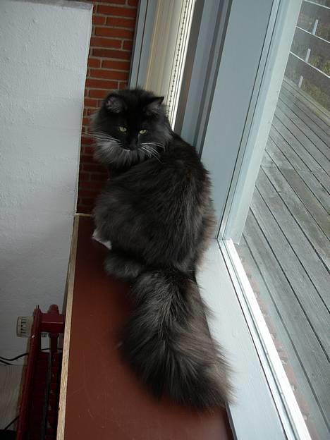 Norsk Skovkat Na´zyias Daisy Mae (Hera) - Januar 2007 - Hera er sort smoke med hvid billede 17