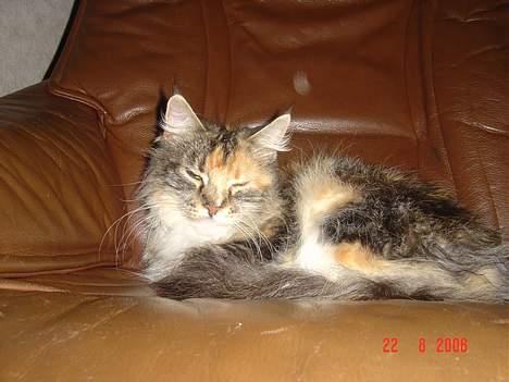 Maine Coon Fister er flyttet billede 12