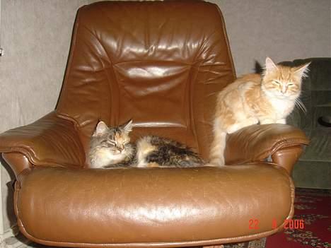 Maine Coon Fister er flyttet billede 13