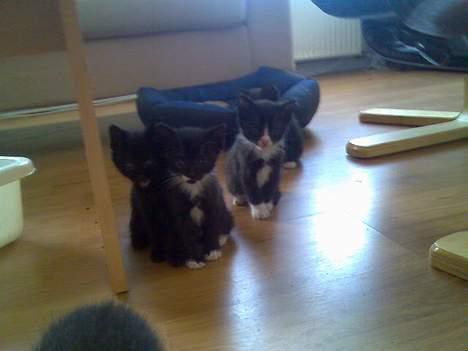 Huskat Pebre G - Se hvor nuttede vi er... billede 11